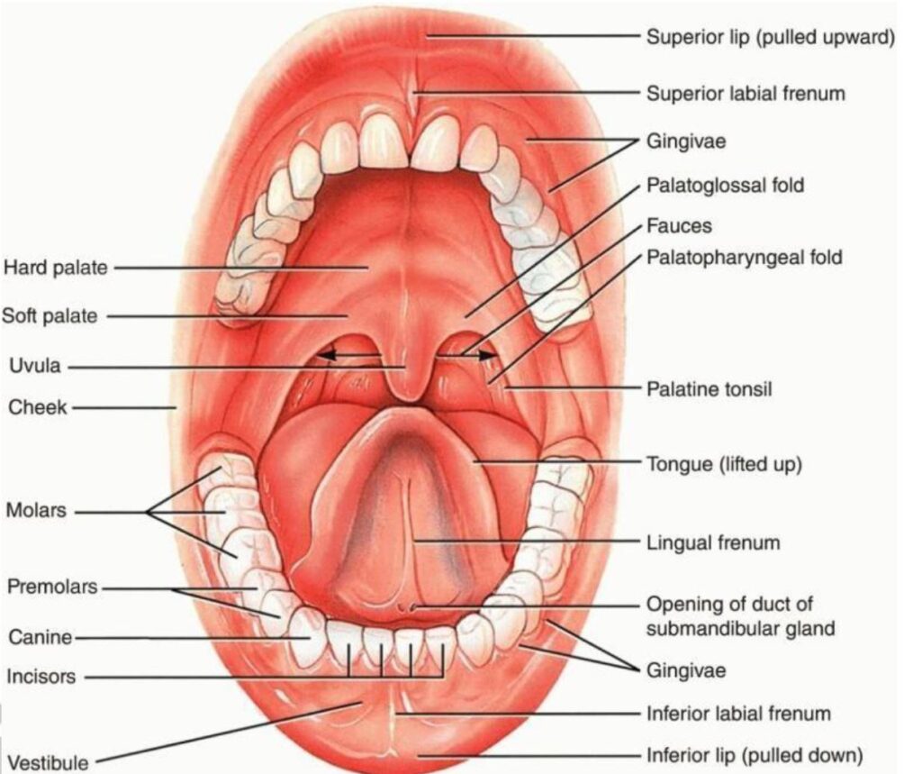 Dental Block & Infusion course