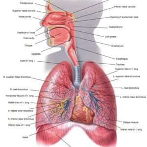 Anatomy & Physiology