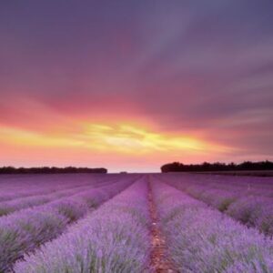Herbalist Course for Beauty and Anti-Ageing